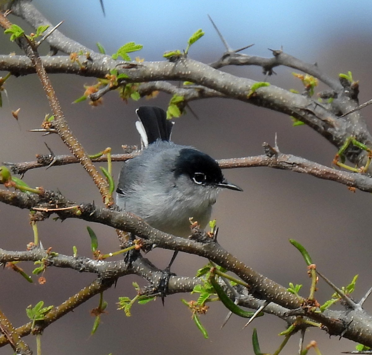 Black-tailed Gnatcatcher - Mary Tannehill