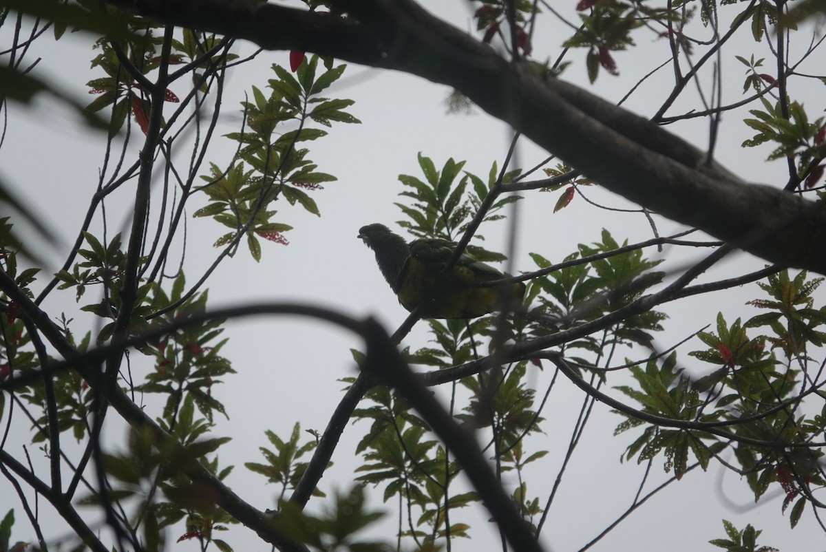 Cloven-feathered Dove - Mark Camilleri