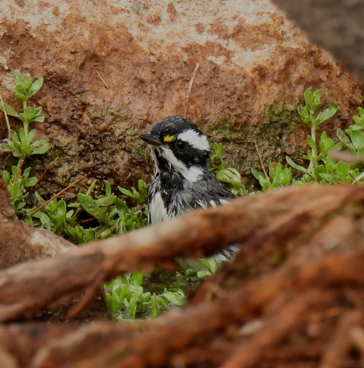 Black-throated Gray Warbler - ML616971255