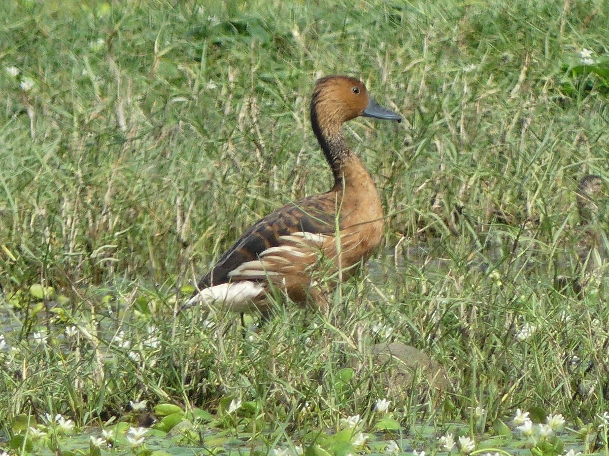 Fulvous Whistling-Duck - ML616971280