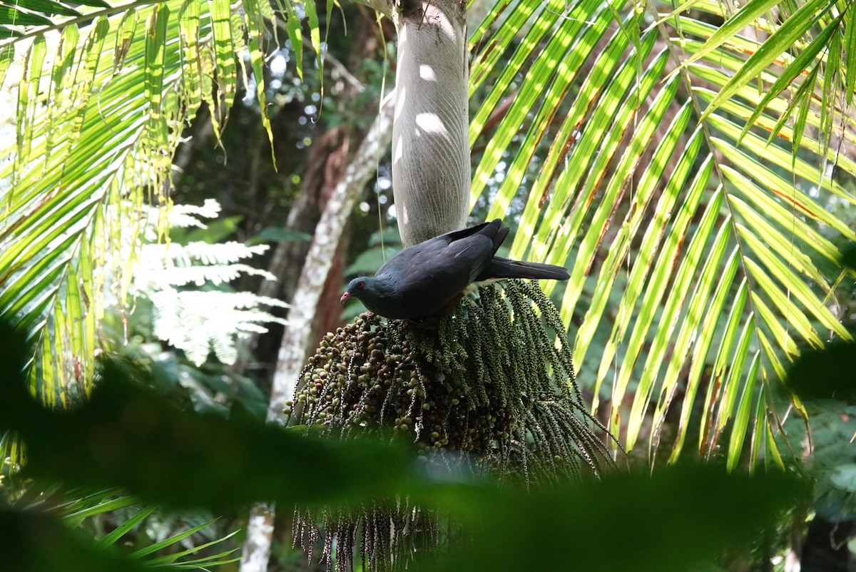 New Caledonian Imperial-Pigeon - ML616971336