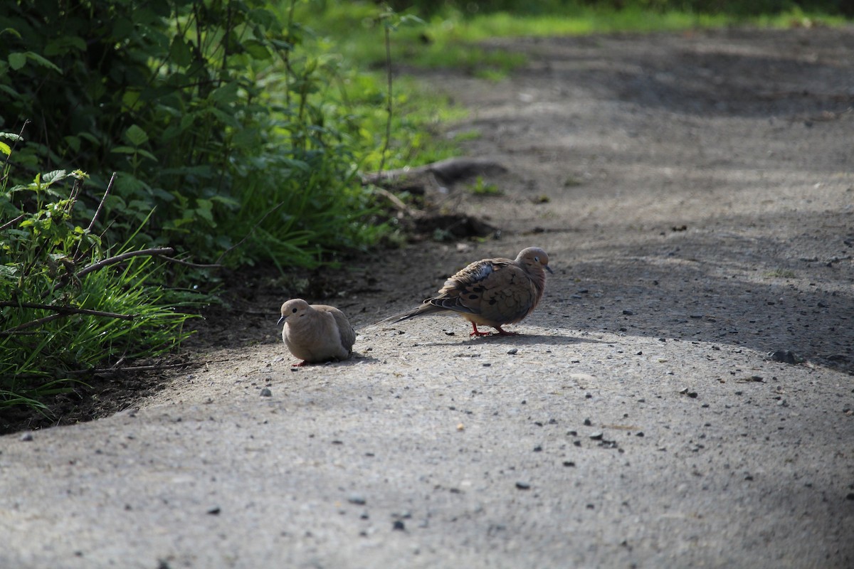 Mourning Dove - ML616971373