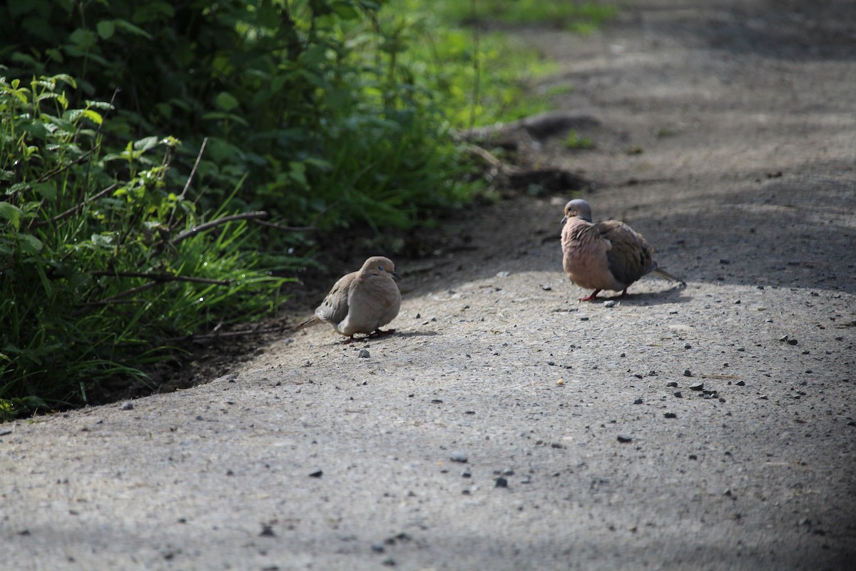 Mourning Dove - ML616971394