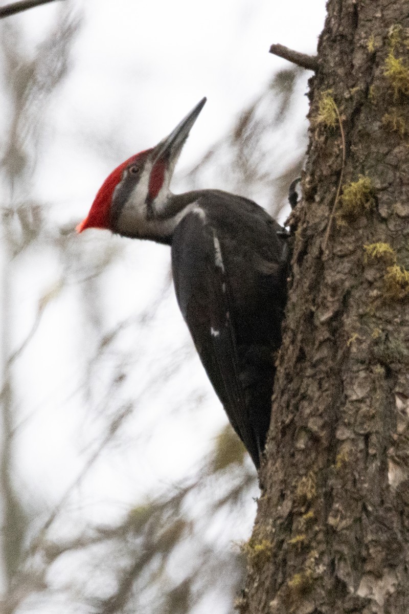 Pileated Woodpecker - ML616971427