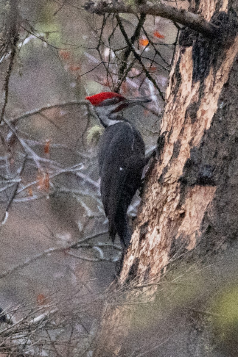 Pileated Woodpecker - ML616971428