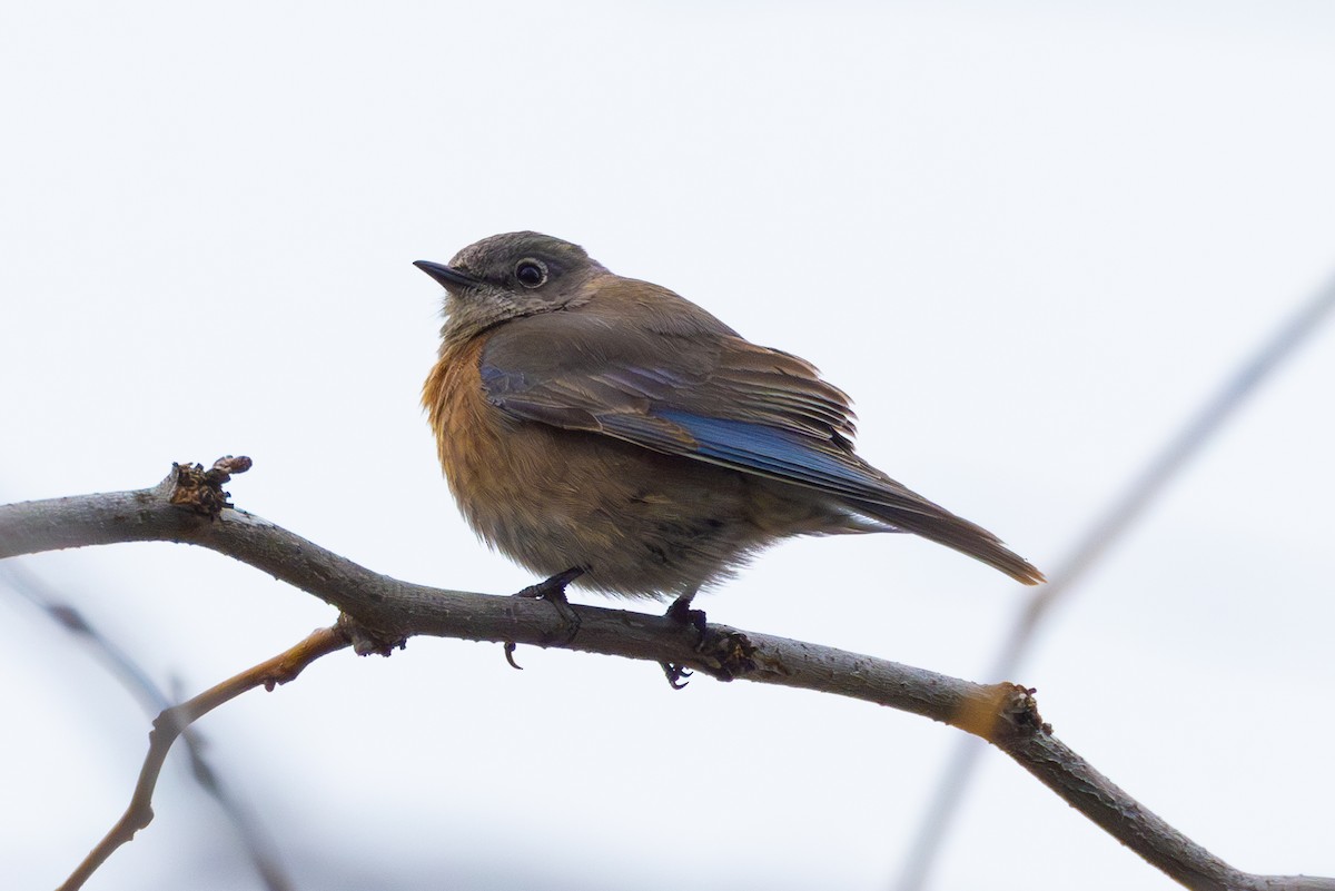 Western Bluebird - ML616971472