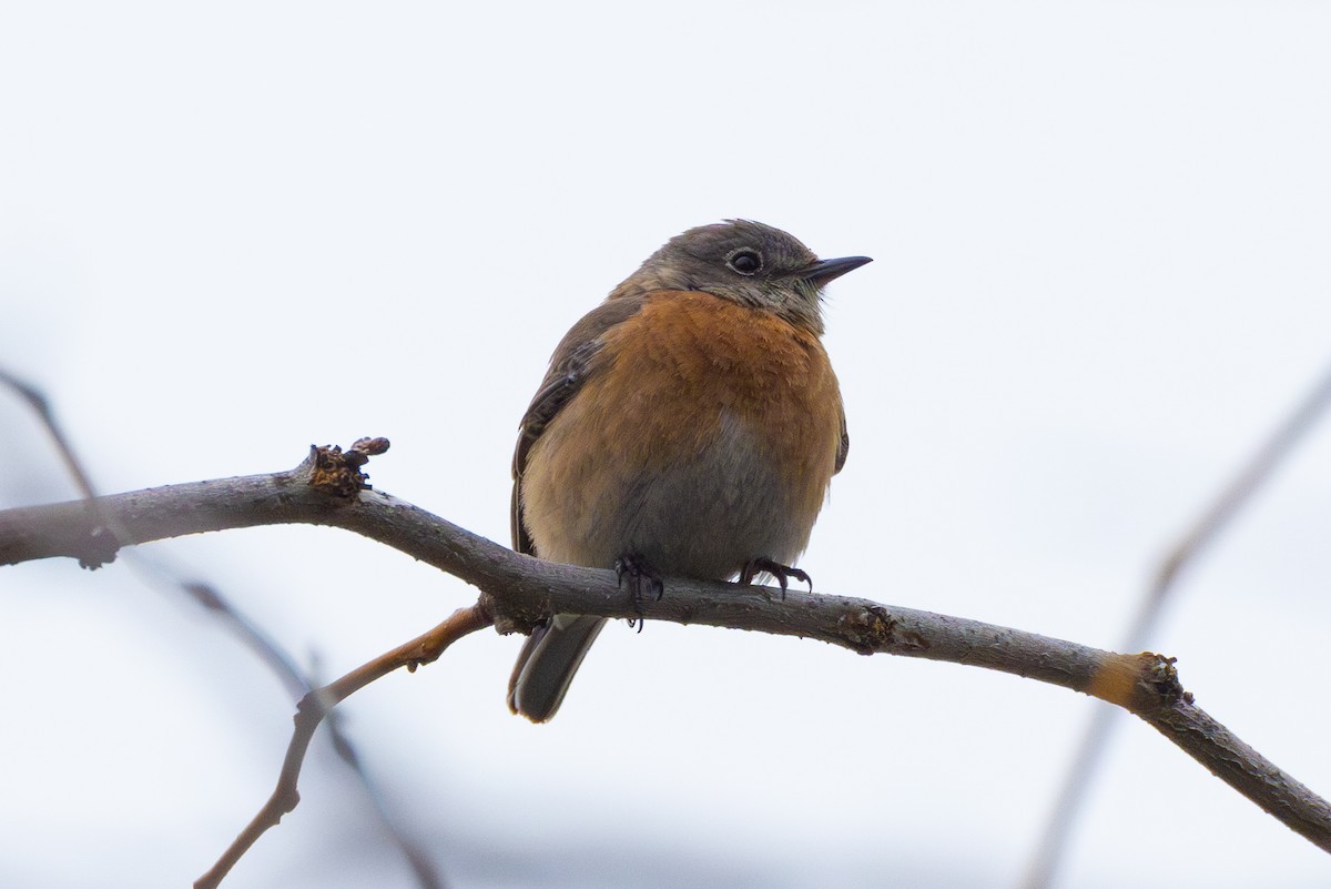 Western Bluebird - ML616971473