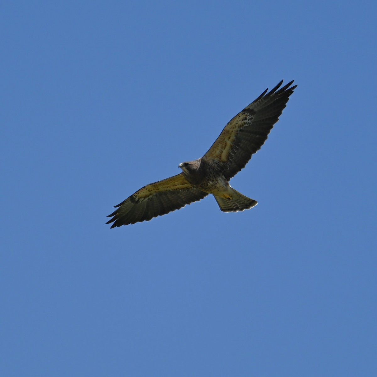 Swainson's Hawk - ML616971512