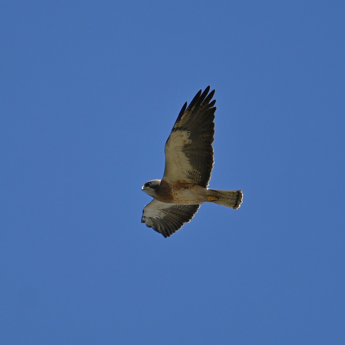 Swainson's Hawk - ML616971517