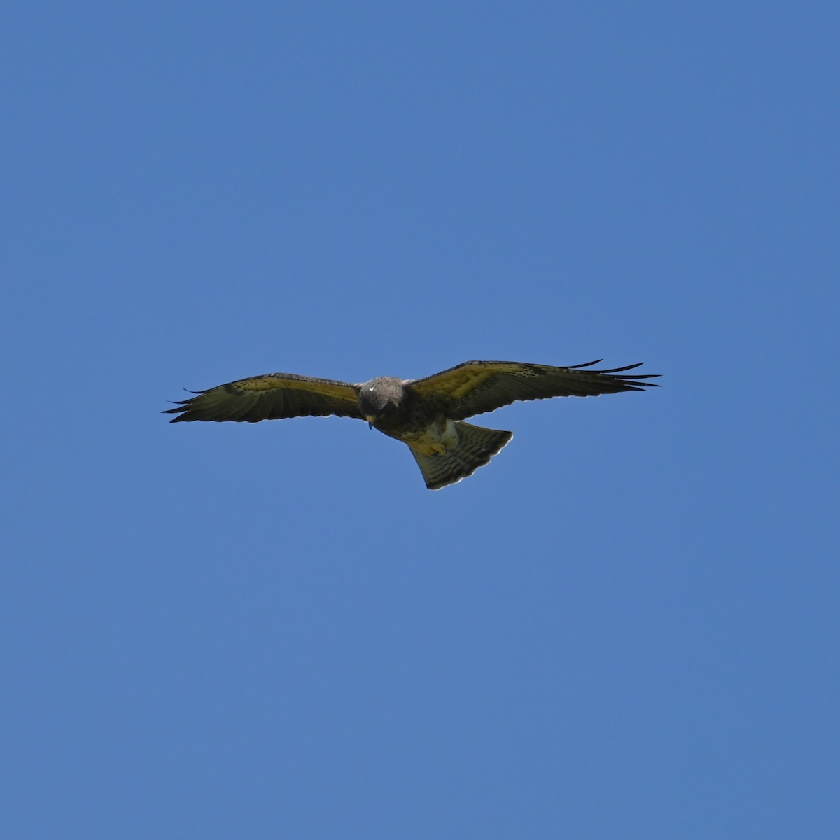 Swainson's Hawk - ML616971523