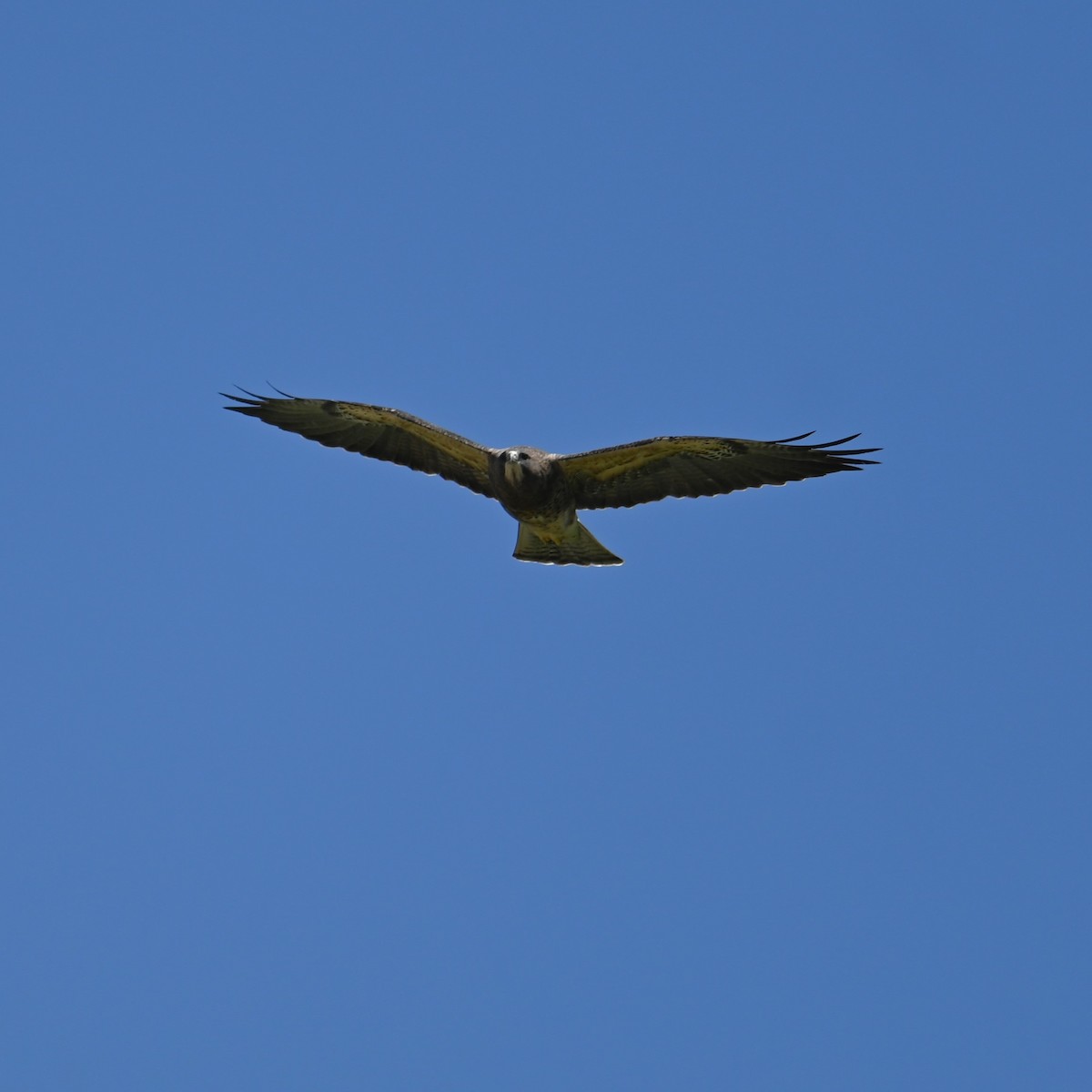 Swainson's Hawk - ML616971525