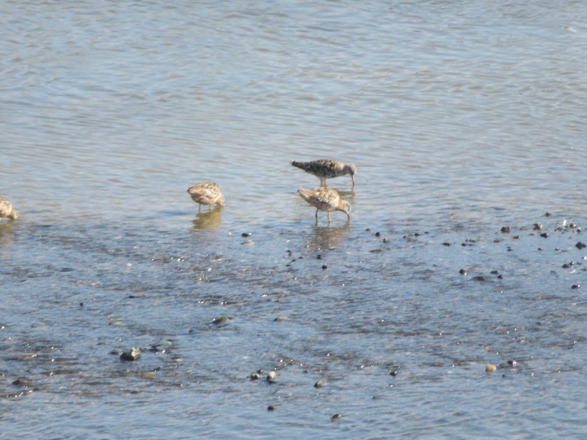 Long-billed Dowitcher - ML616971532