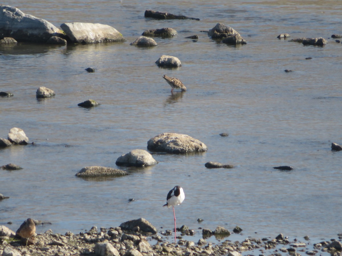 Long-billed Dowitcher - ML616971534