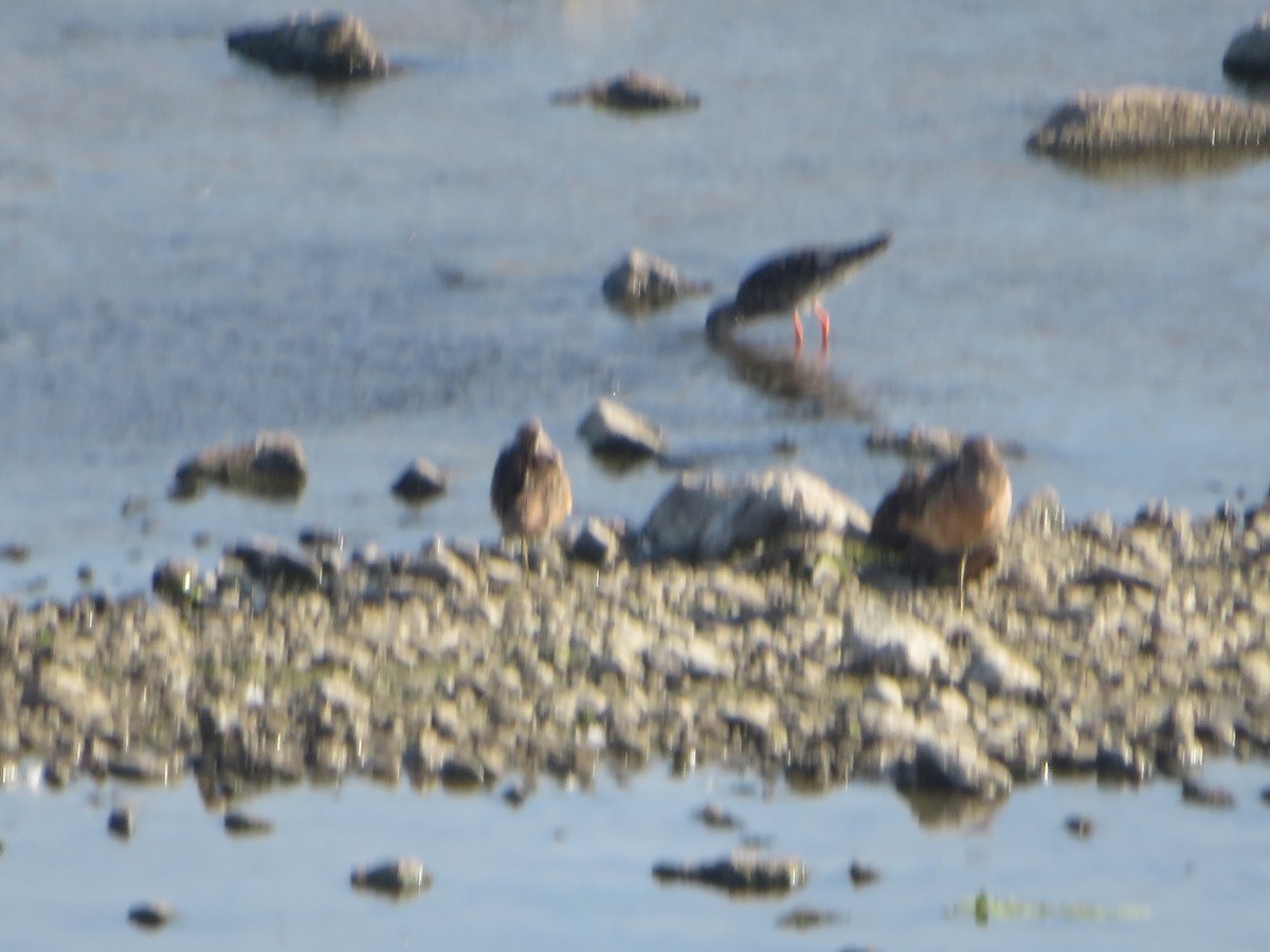 Long-billed Dowitcher - ML616971536