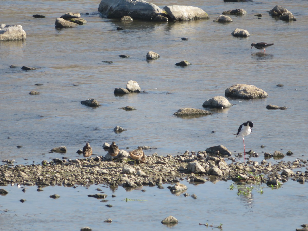 Long-billed Dowitcher - ML616971541