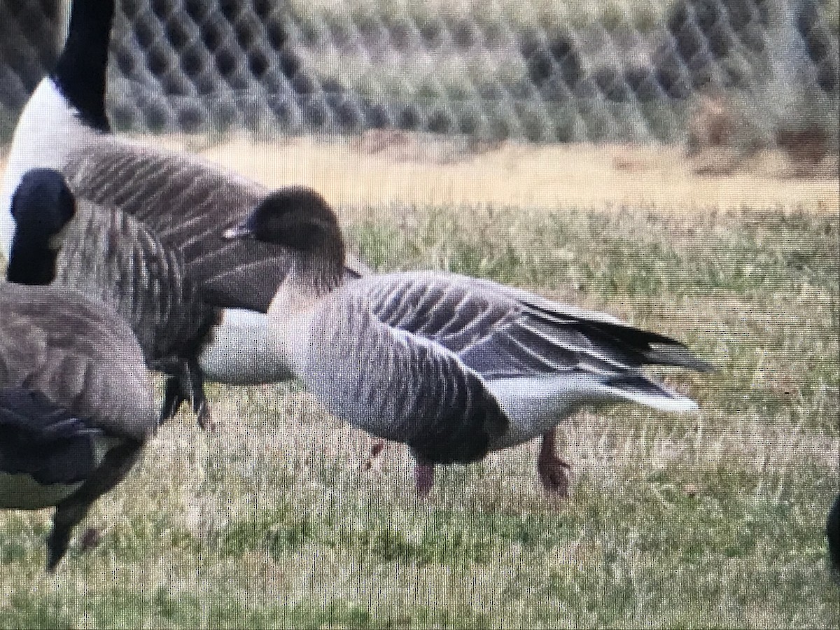 Pink-footed Goose - ML616971600