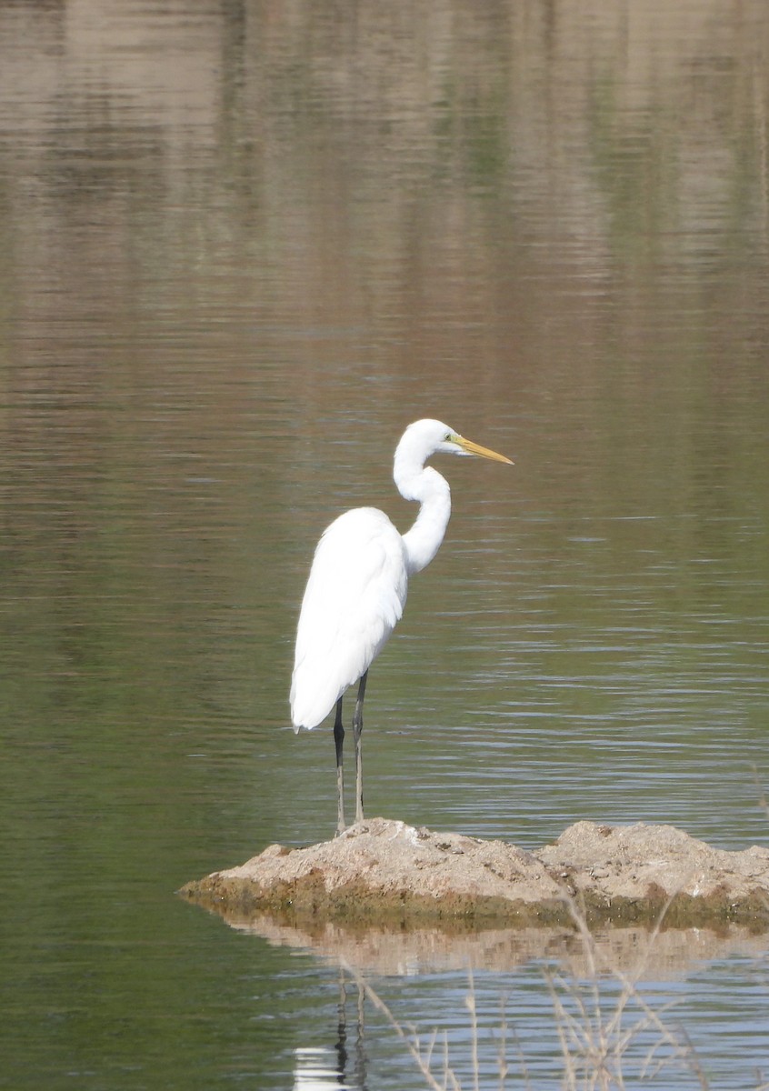 Great Egret - ML616971656