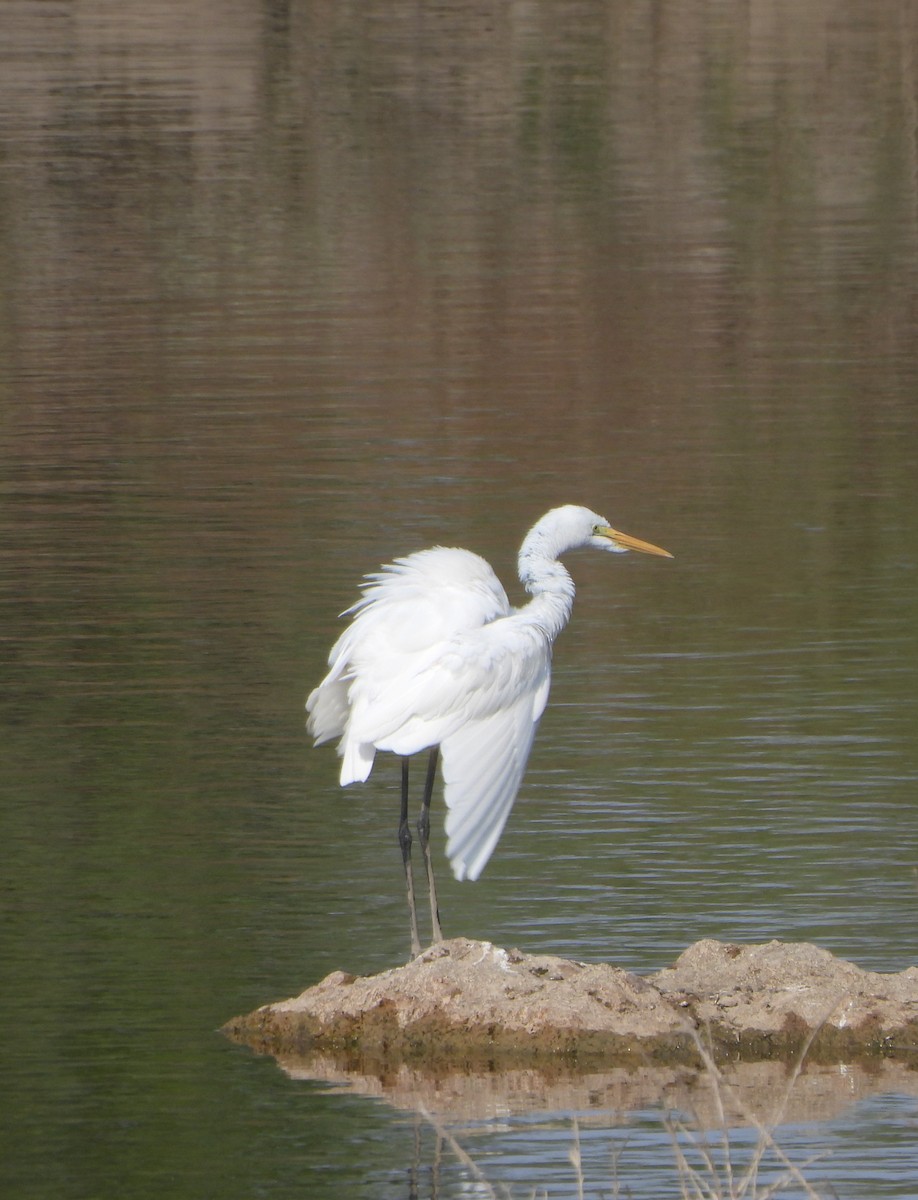 Great Egret - ML616971657