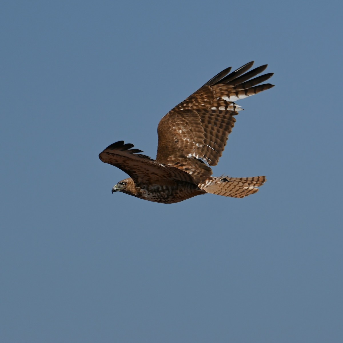 Red-tailed Hawk - Ronnie Reed