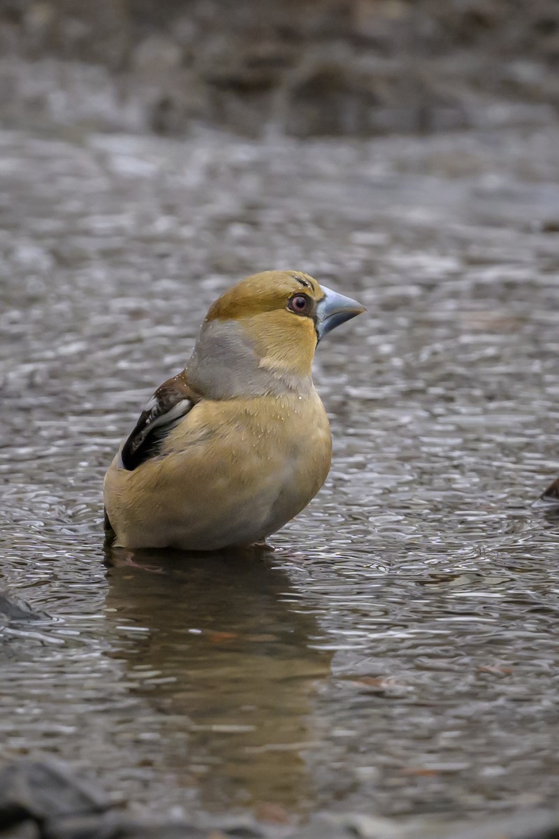 Hawfinch - Sonu Lukose