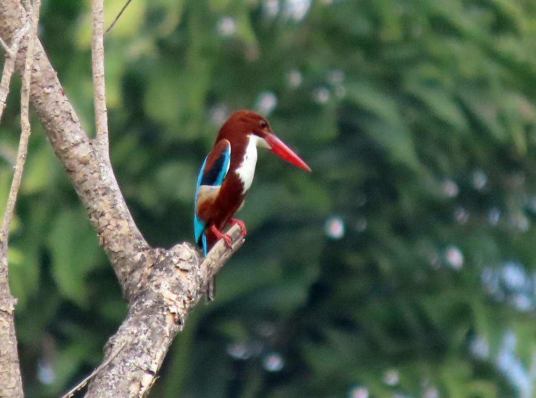 White-throated Kingfisher - ML616971696