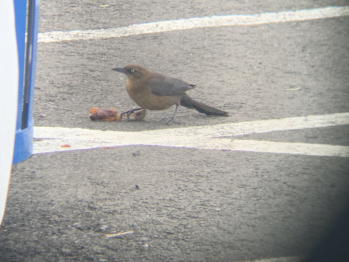 Great-tailed Grackle - ML616971741