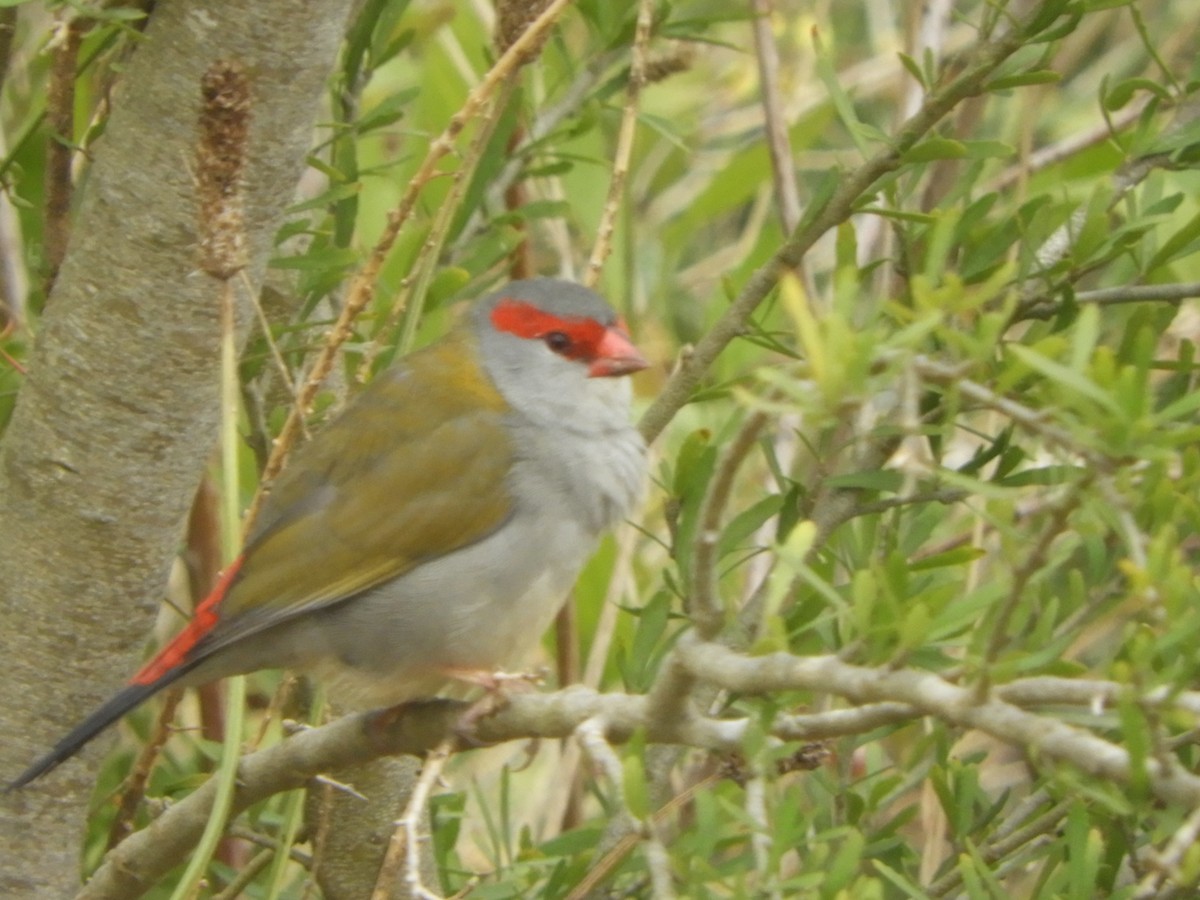 Red-browed Firetail - ML616971757