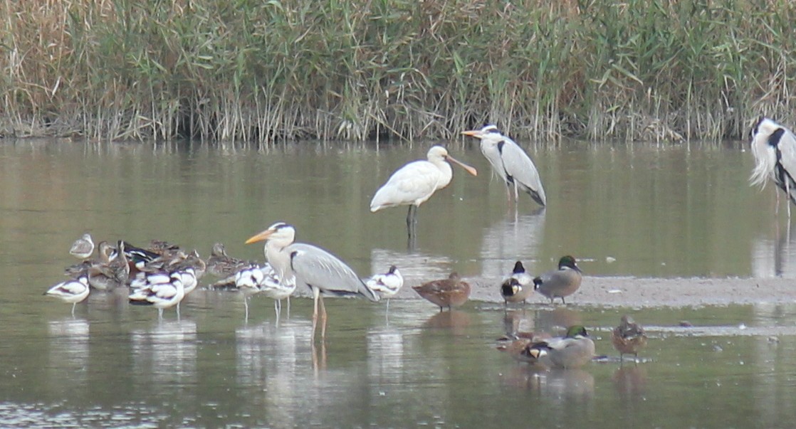 Eurasian Spoonbill - Ian McCutcheon