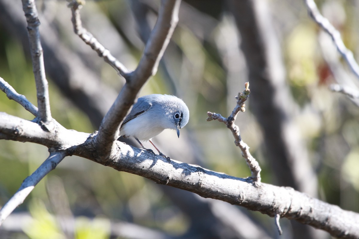 Blue-gray Gnatcatcher - ML616971791