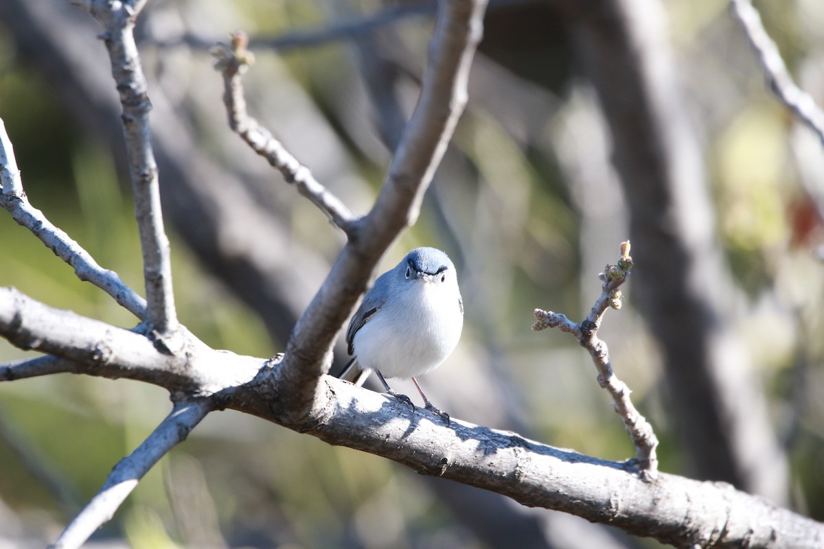 Blue-gray Gnatcatcher - ML616971792