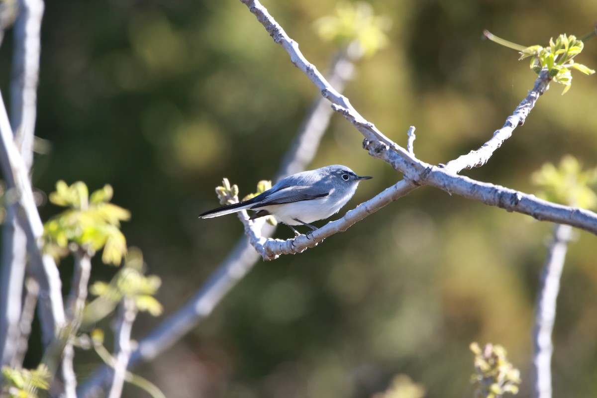 Blue-gray Gnatcatcher - ML616971804