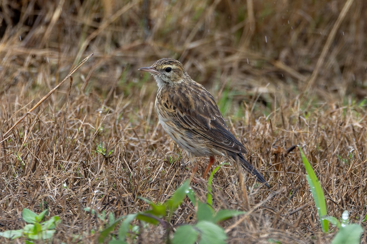 Australian Pipit - ML616971805