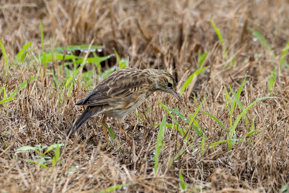 Australian Pipit - ML616971806