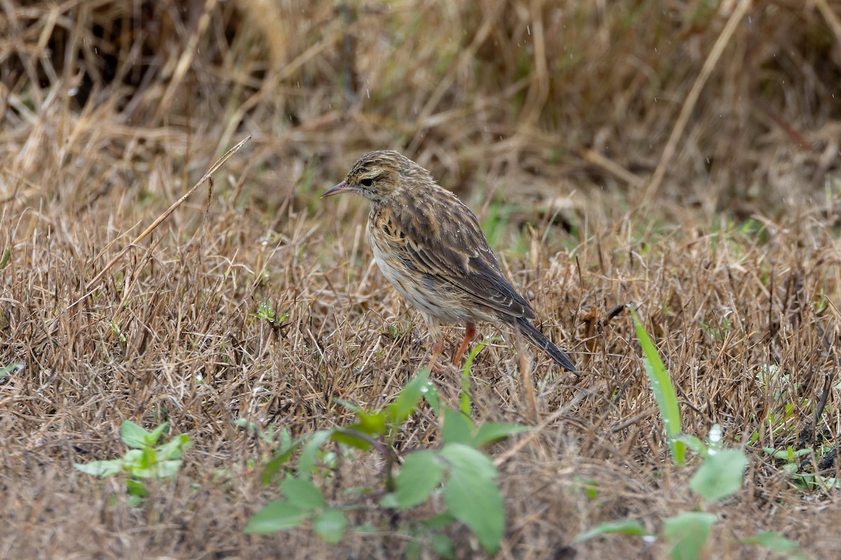 Australian Pipit - ML616971807