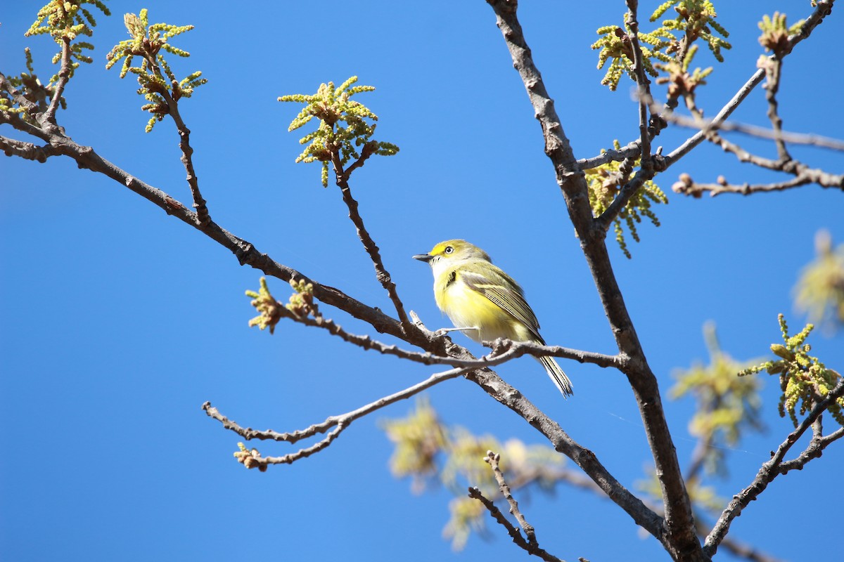 Blue-gray Gnatcatcher - ML616971809