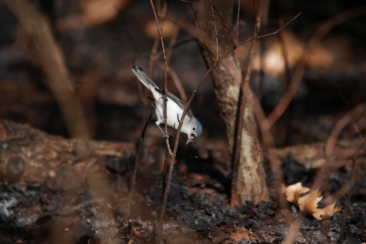 Blue-gray Gnatcatcher - ML616971810