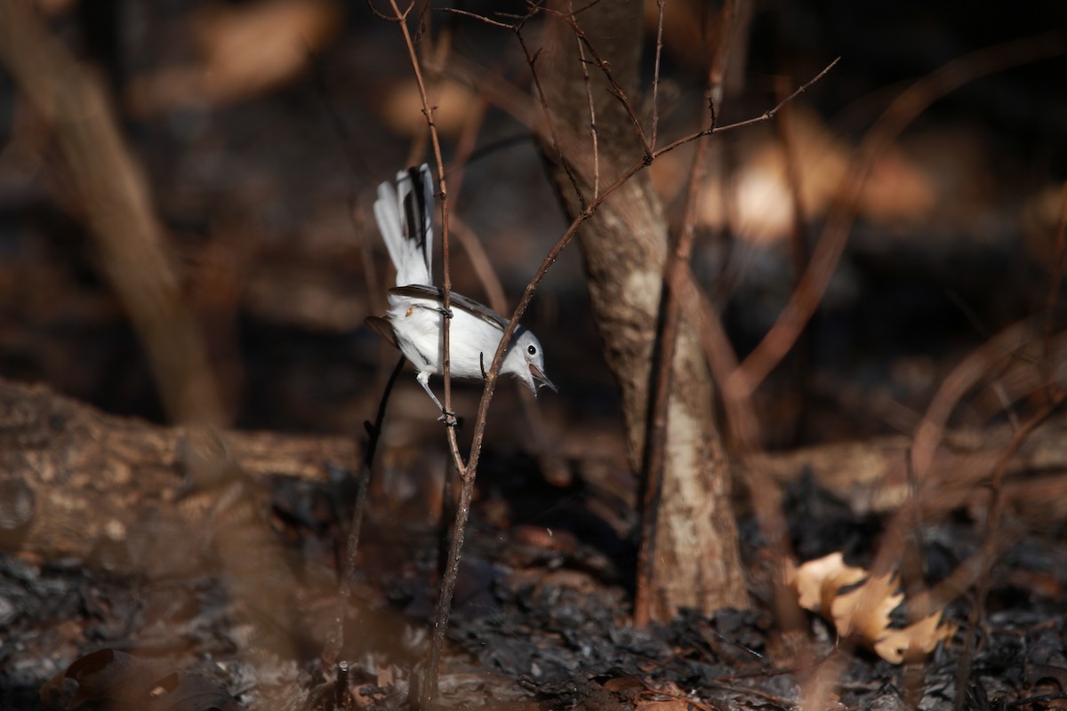 Blue-gray Gnatcatcher - ML616971811