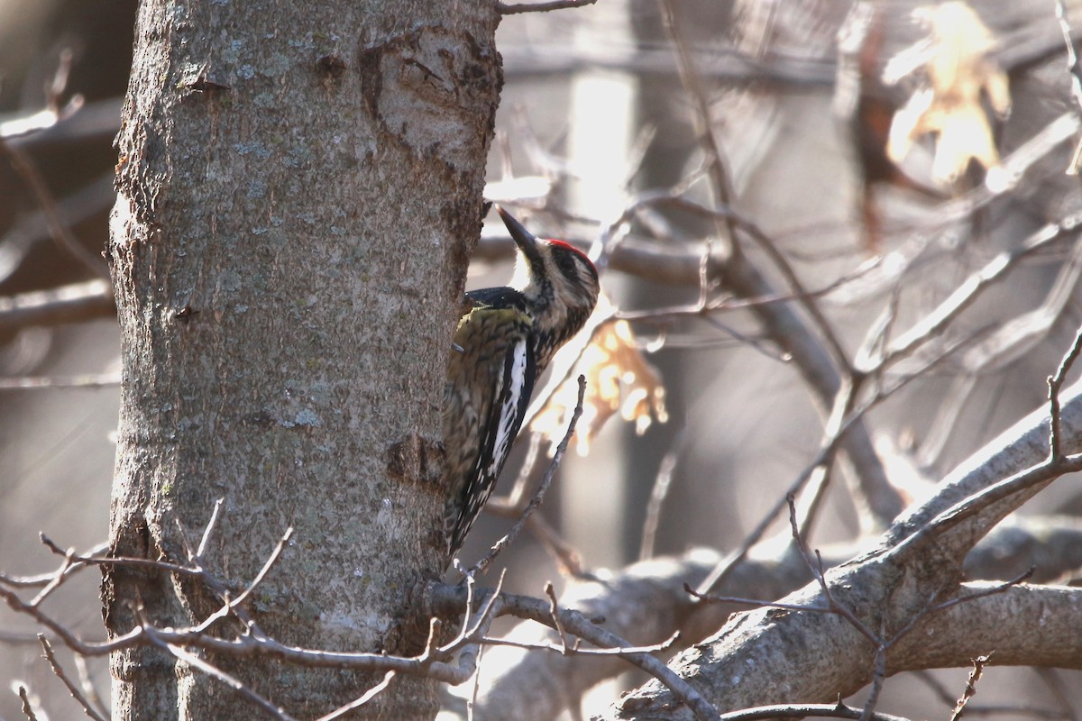 Yellow-bellied Sapsucker - ML616971844