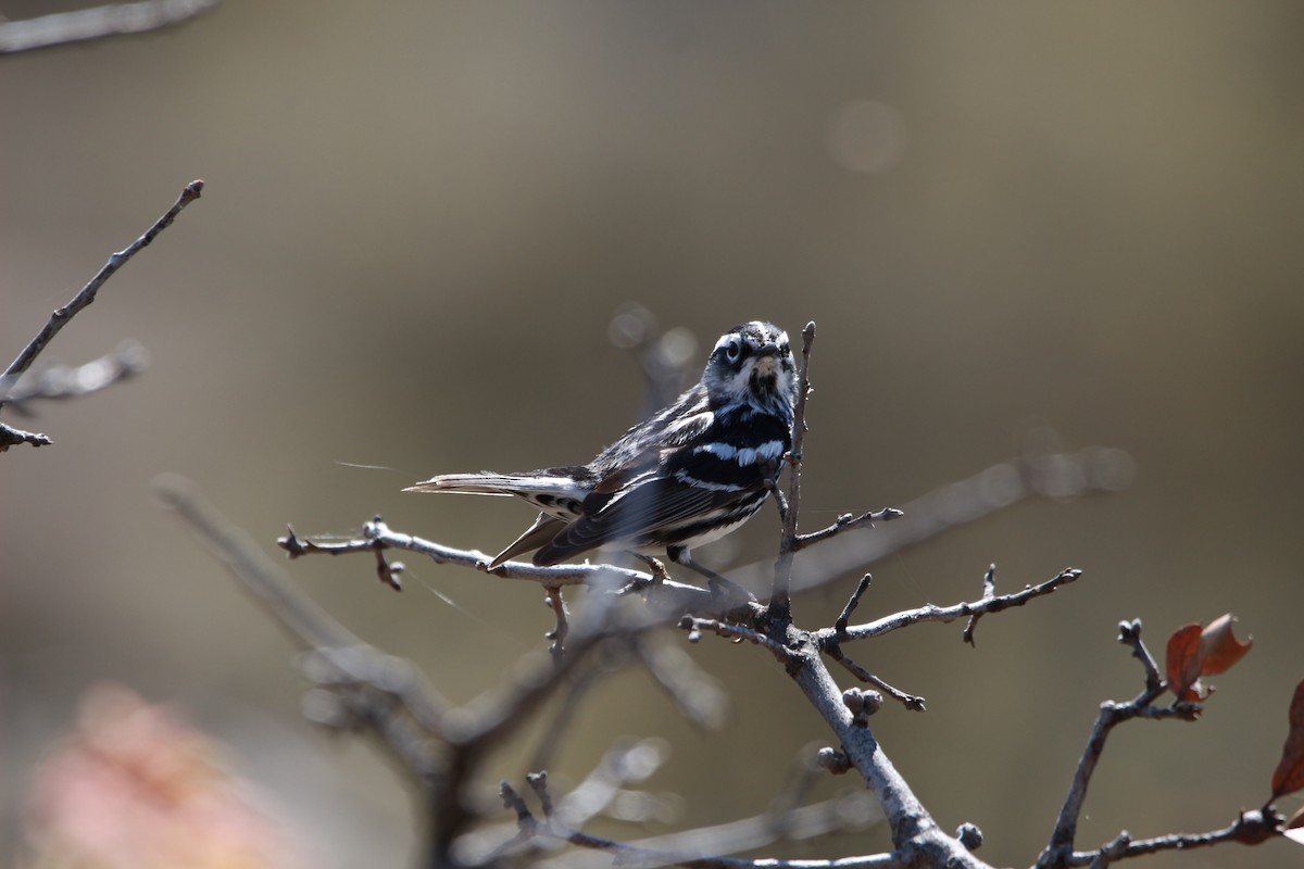 Black-and-white Warbler - ML616971862
