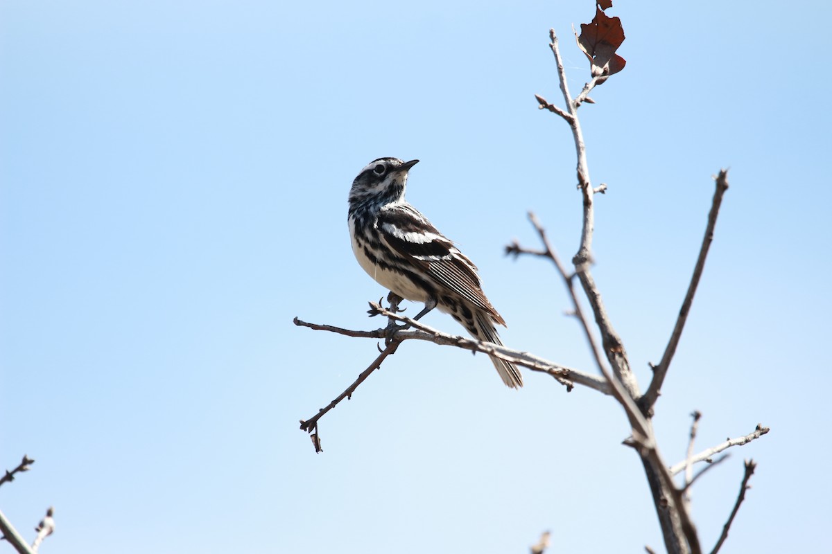 Paruline noir et blanc - ML616971863