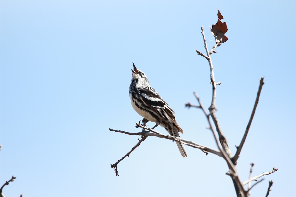 Black-and-white Warbler - ML616971865