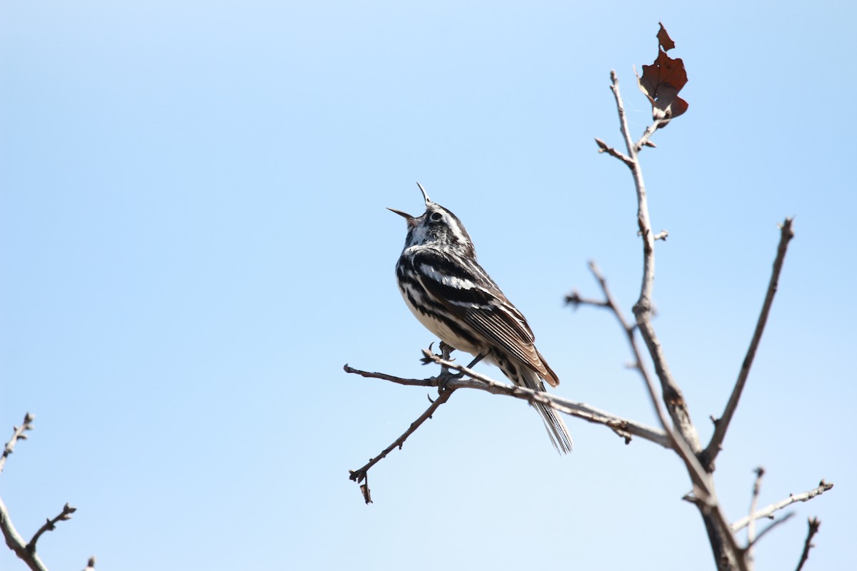 Black-and-white Warbler - ML616971866