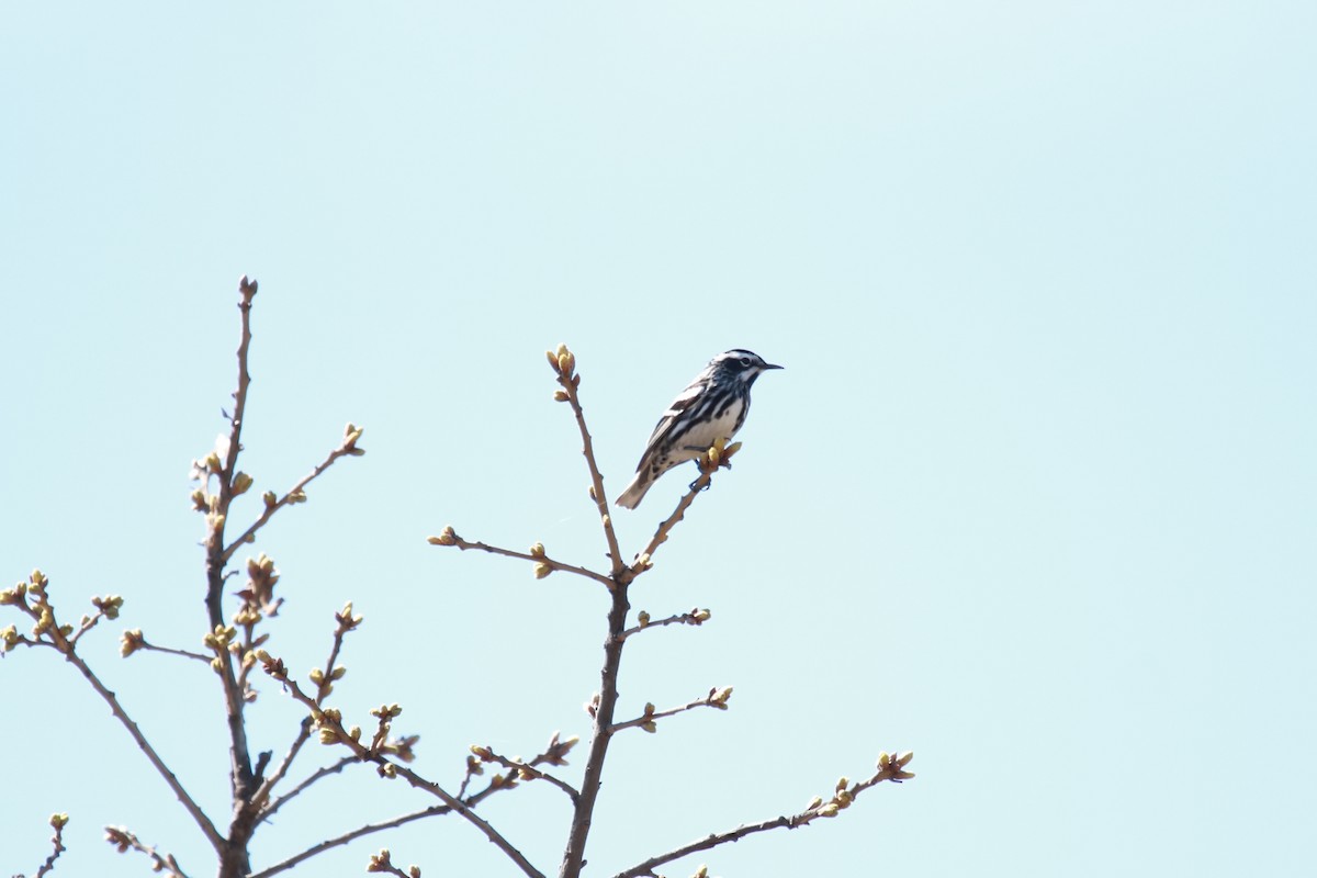 Black-and-white Warbler - ML616971867