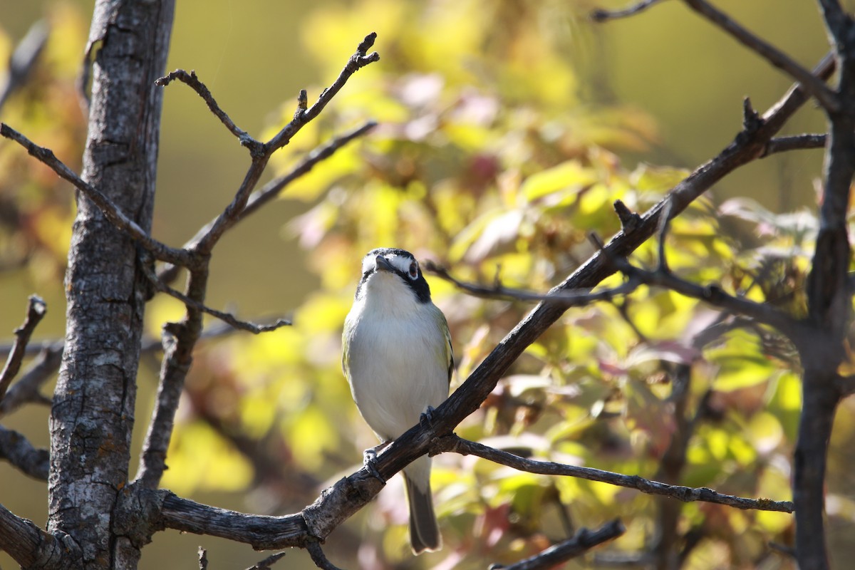 svarthettevireo - ML616971871