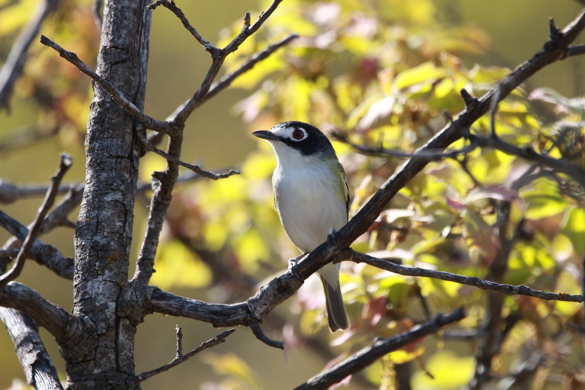 svarthettevireo - ML616971872