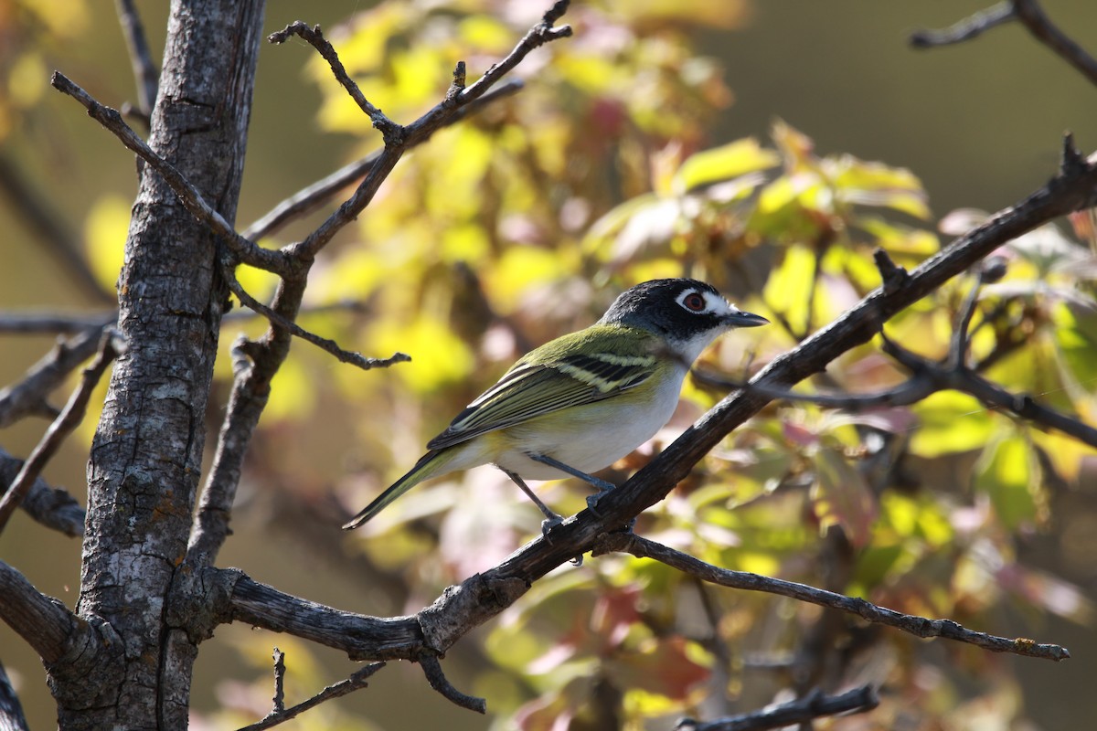 Kara Başlı Vireo - ML616971875