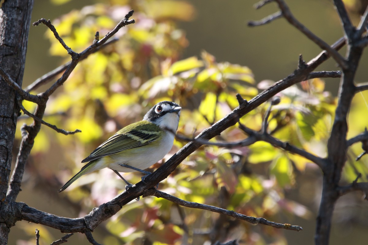 Black-capped Vireo - ML616971877