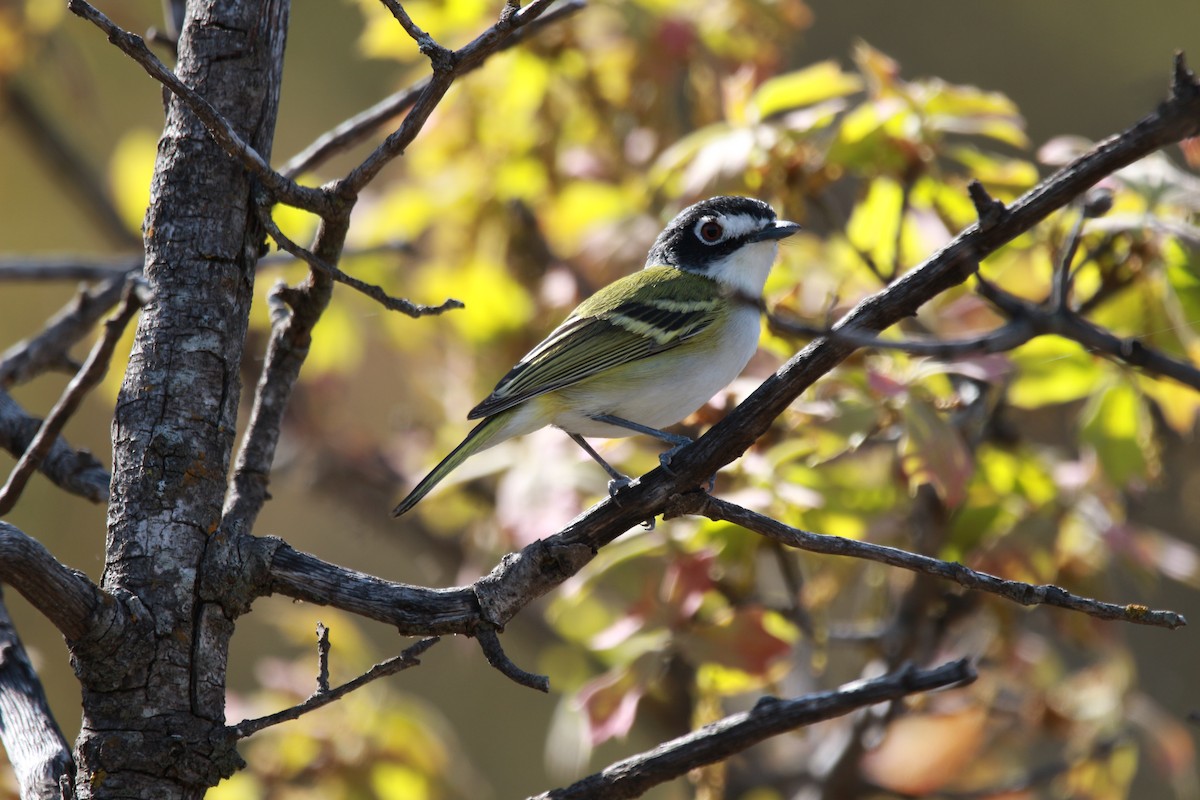 Kara Başlı Vireo - ML616971878