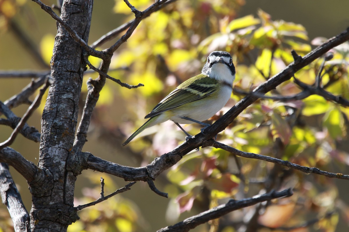 Kara Başlı Vireo - ML616971879