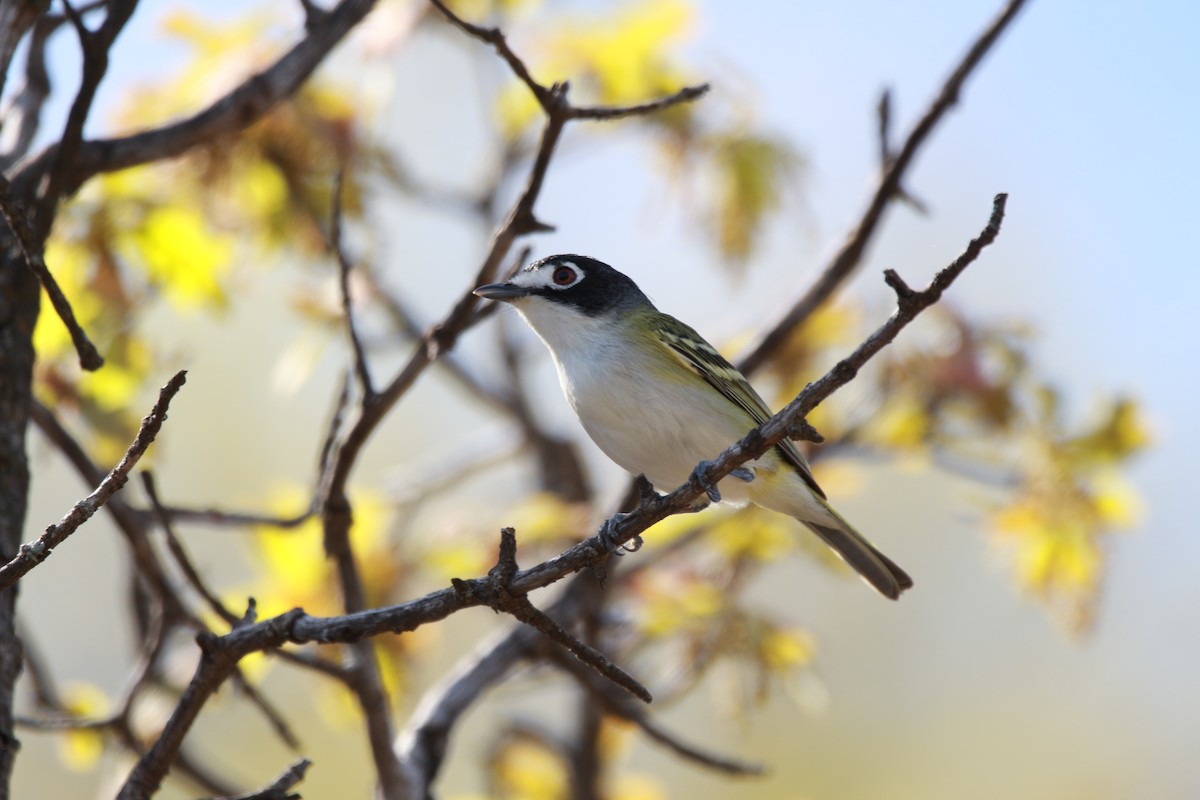 Black-capped Vireo - ML616971881